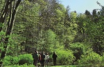 Especial Bosques y salud. ¿Qué nuevas competencias deben integrarse en los sistemas educativos forestales?