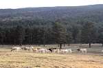 Algunos comentarios sobre la valoración de terrenos forestales en el RD 1492/2011, de 24 de octubre