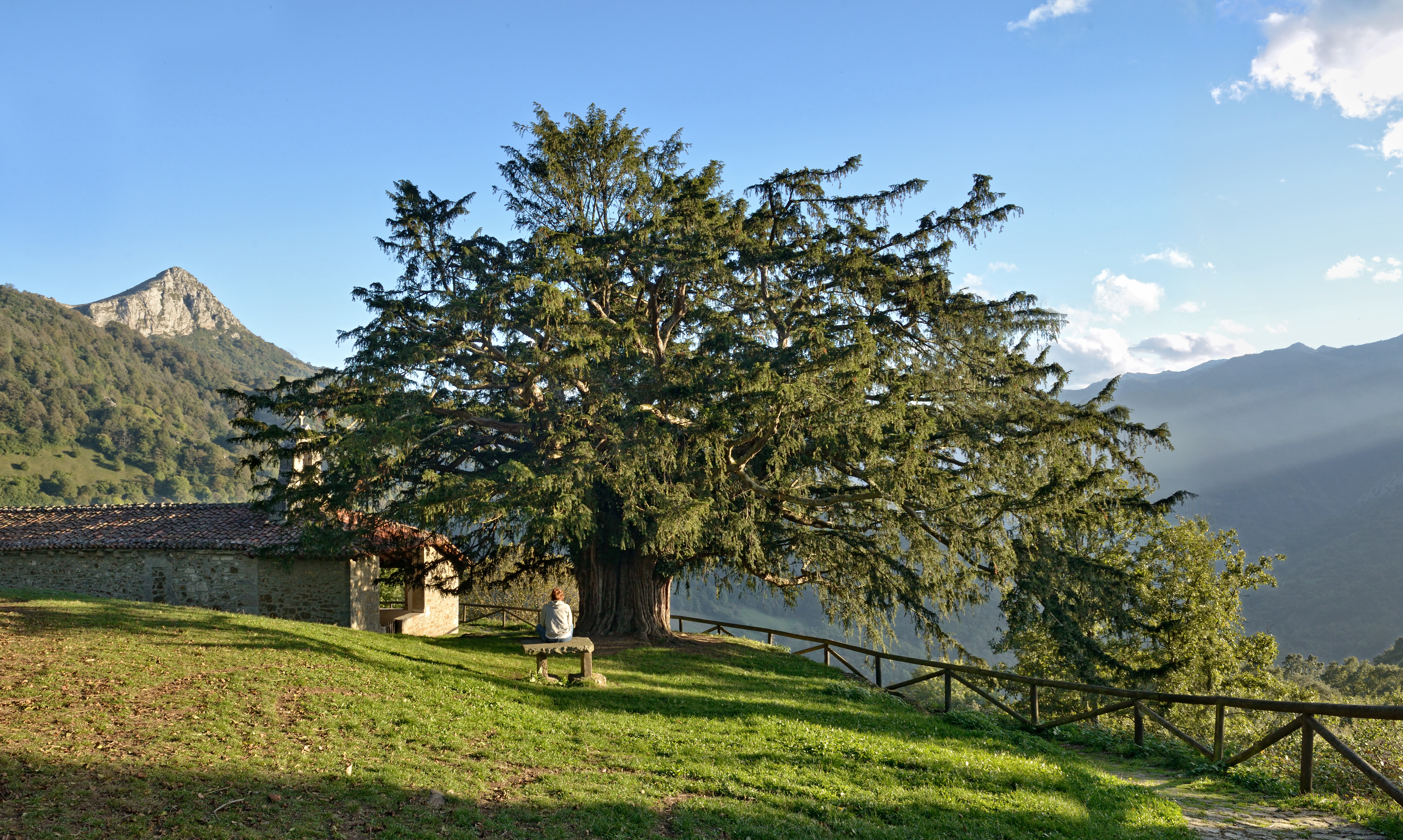 Especial Asturias. Árboles singulares