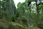 Pinsapar de Víznar, una joya forestal a las puertas de Granada