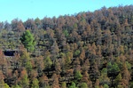 El grave decaimiento de Pinus pinaster Ait.en Sierra de Baza (Granada). Una interpretación fitoclimática