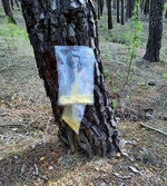 La resina natural de pino como recurso estratégico en la bioeconomía forestal. Situación actual y perspectivas