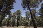 Especial "Bosques y economías". Impactos verificados de los servicios del ecosistema en nuestros montes: modelo, experiencia y liderazgo de FSC