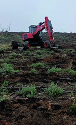 Especial "Bosques y economías". Determinantes de la compensación forestal de carbono entre organizaciones españolas