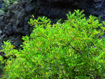 Algarrobo (Ceratonia siliqua L.) en peridotita