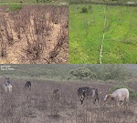 Método de pastoreo en jarales (Cistus ladanifer) con ganado caprino para la prevención de incendios forestales en la Comunidad de Madrid
